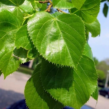 Саженцы Липы крупнолистной (Tilia platyphyllos)