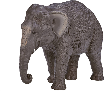 Figurka Mojo Wildlife Asian Elephant 9 cm (5031923872660)