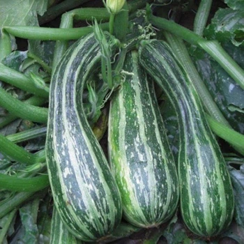 Насіння кабачка Тапір, Moravoseed, 50 шт.