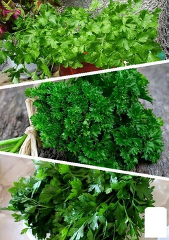 На вагу Петрушка "Суміш кращих популярних сортів" Agro-Market ціна за 15г (45526)