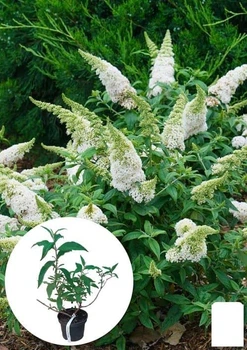 Буддлея Давида "White Profusion" С3, высота 20-40см (153835)