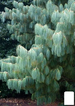 Сосна Кедровая "Арманда" (Pinus Armandii) C1.5, высота 30-40см (112445)