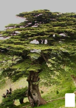 Кедр Ливанский (Cedrus Libani) (50742)