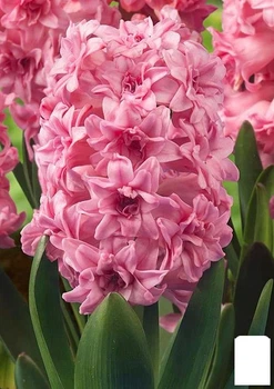 Гіацинт махровий "Spring Beauty" (181295)