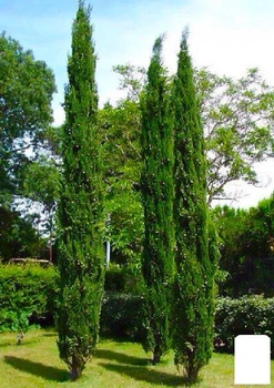 Кипарис Итальянский (Cupressus Sempervirens) контейнер Р9 (48739)