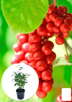 Лимонник китайский 2-х летний "Schisandra chinensis" С1.5 (179856)
