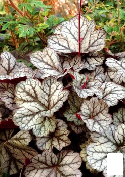 Гейхера (Heuchera) "Marvelous Marble Silver" (181050)