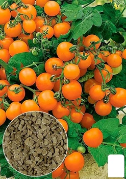 На развес Томат "Венус" Agro-Market цена за 1г (178493)