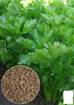 На вагу Селера листова Agro-Market ціна за 3г (13353)