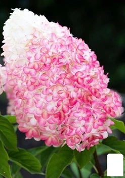 Гортензія хуртовина "Pink & Rose" вазон Р9 (181176)