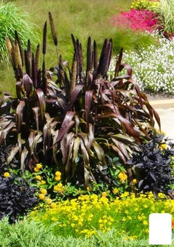 Пеннисетум сизый "Purple Baron" (Pennisetum glaucum Purple Baron) (72122)