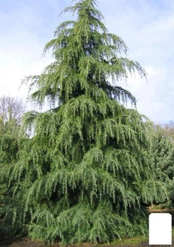 Кедр Гималайский (Cedrus Deodara) (50741)