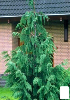 Кипарис Гималайский (Cupressus Torulosa) контейнер Р9 (49256)