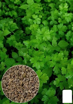 На вагу Петрушка "Ароматна" Agro-Market ціна за 10г (22062)