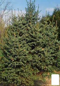Ялина Цихнайська товстоїгла "Picea Crassifolia" (горщик P9) (181101)