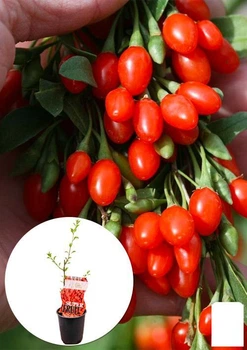 LMTD Годжи "Sweet Lifeberry" (сортовой, морозостойкий сорт) (152501)