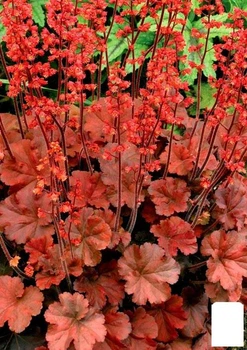 Гейхера (Heuchera) "Cherry Cola" С1 (высота 15-30см) (154083)