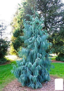 Кіпаріс Кашмірський (Cupressus Cashmeriana) контейнер Р9 (49257)