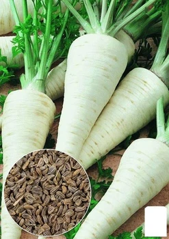 На вагу Петрушка коренева "Берлінська" Agro-Market ціна за 5г (22069)