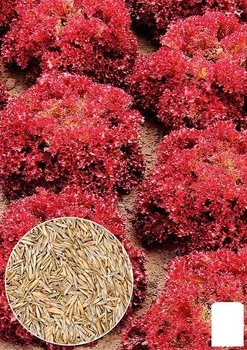 На развес Салат "Россело" Agro-Market цена за 3г (177350)