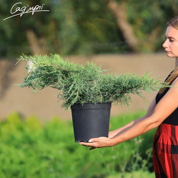 Ялівець середній 'Pfizeriana Aurea'. Контейнер 3 л