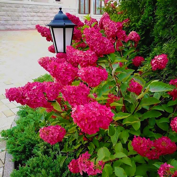 Саджанці Гортензії волотиста Фрайз Мельба (Hydrangea paniculata Fraise Melba) Р9
