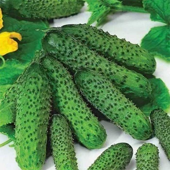 Семена огурца Пасалимо F1, Syngenta, 100 шт.