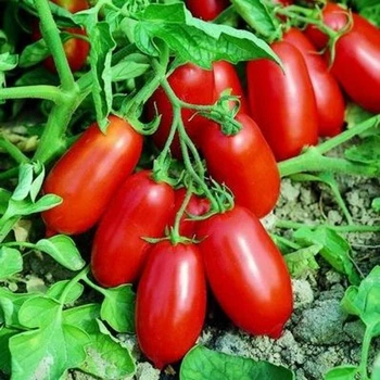 Семена томата Улиссе F1, среднеранний, Syngenta, 20 шт.