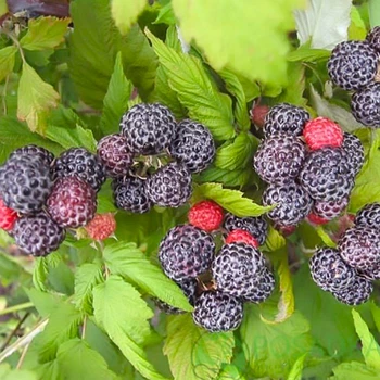 Саженцы малины Кумберленд