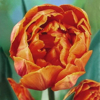 Цибулини Яскрава Тюльпан Махровий Orange Princess (30976) (3шт)