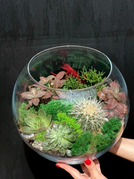 Флораріум Plants room круглий h26 см