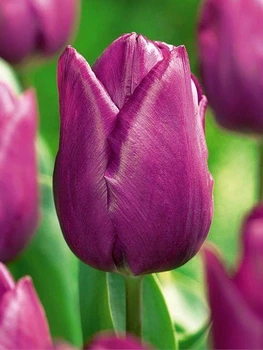 Тюльпан Purple Prince Дітки 25 шт Україна