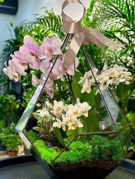 Флораріум з орхідеї-мікс "Plants room" h 40 см