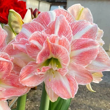 Амариллис Blossom Nymph (201307)