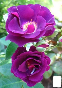 Роза парковая "Rhapsody in Blue" (саженец класса АА+) высший сорт (181457)