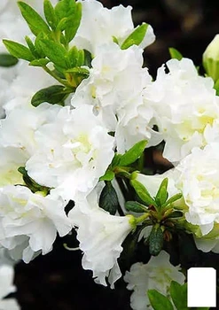 Азалія Японська "Мері Хелен" (Azalea japonica Mery Helen) (181749)