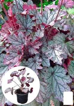 Гейхера 3-х летняя "Heuchera Emperor's New Clothes Purple" вазон С3 (93724)