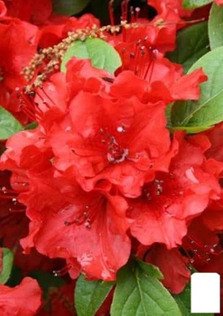 Азалія Японська "Geisha Red" (181739)