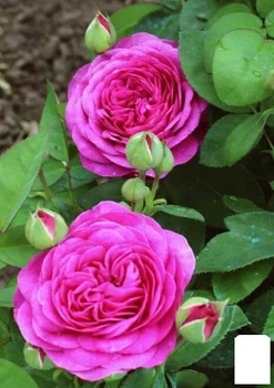 Роза флорибунда "Heidi Klum Rose" (саженец класса АА+) высший сорт (181573)