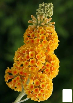 Буддлея Вейера "Sungold" (61877)