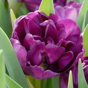 Тюльпан Blue Diamond махровий цибулина (1 шт.)