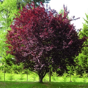 Слива Пісарді Prunus cerasifera Pissardii, 180-220см, об'єм горщика 25л