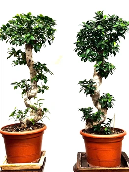 Фікус Бонсай Bonsai Ficus, висота 100 - 120 см, об`єм горщику 7л