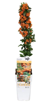 Піраканта Помаранчева Pyracantha Orange об`єм горщику 2л