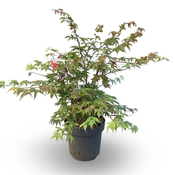 Японський клен Japanese maple, acer palmatum Osakazuki, висота 70-80см, горщик ⌀18