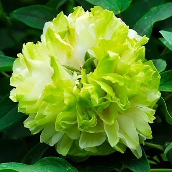 Саженцы Пион Green Jade Lu Mu Ying Yu древовидный Китайский (316010)