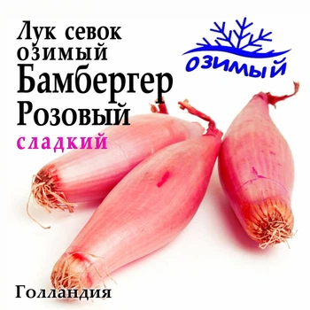 Лук севок озимый Бамбергер Розовый Голландия 0,5 кг