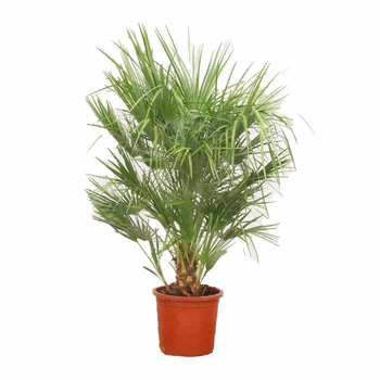 Пальма веерная Хамеропс Chamaerops Humilis, H 150-160см, Ø30см