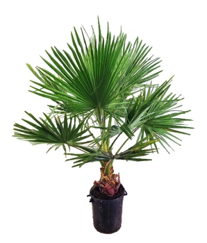 Пальма Washingtonian Robustata , горщик ⌀40, висота 150-170см