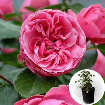 Роза в горщику Pink Piano саджанець у плівці Matla Flowers